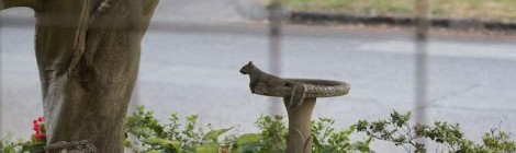Beware of Squirrel