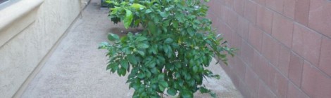 A Very Fruity “Back Yard”