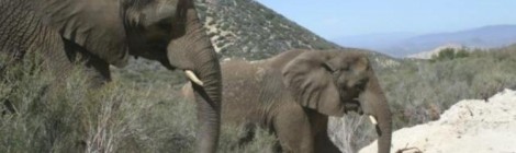 Packing in the Pachyderms