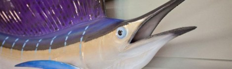 Suddenly: Surprise Swordfish!
