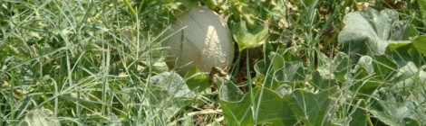 Marvel at My Melons
