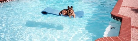 PoolDog Not Included