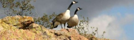 Merry Christmas Goose