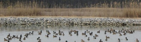 Duck Duck Duck (and More Duck)