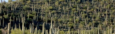 Come to Cactus Kingdom