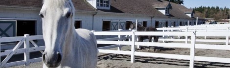 Horse Lovers ONLY