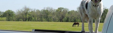 $15M Ranch: Dog on Pickup Not Included
