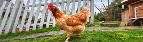 For Chicken Lovers ONLY