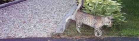 Cat and Mouse Game