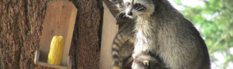 Baby Raccoons & MEGA Mountains… But Where’s the House?